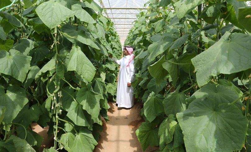 SAR 1 Billion Green Financing Program Launched to Boost Sustainability