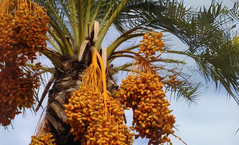 Egypt & Saudi Arabia Lead Indonesia’s Date Imports for Ramadan