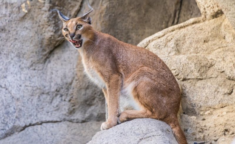 Egyptian Lynx Crosses Border & Attacks Israeli Soldiers