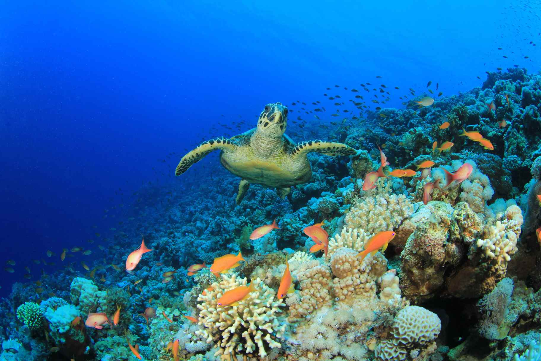 Abu Dhabi Coral Garden Project to Install 40,000 Artificial Reefs