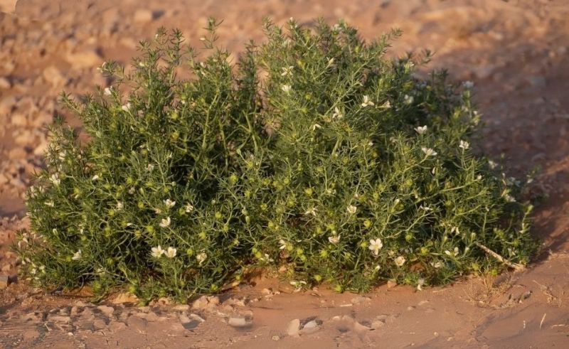 Oldest Known Use of Harmal Unearthed in Saudi Arabia’s Tabuk Region