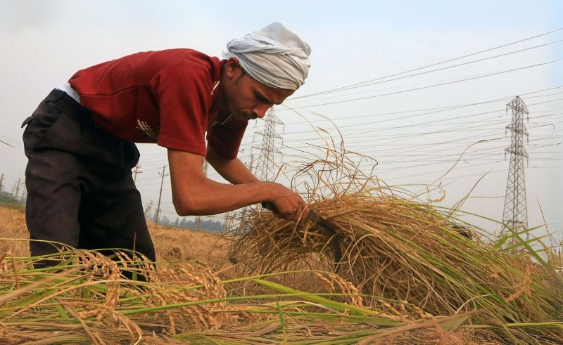 Recycling Rice Straw Generated Over USD 25 Million In One Year