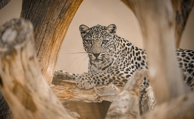 Two Saudi Leopards Find a New Home at Washington DC's National Zoo
