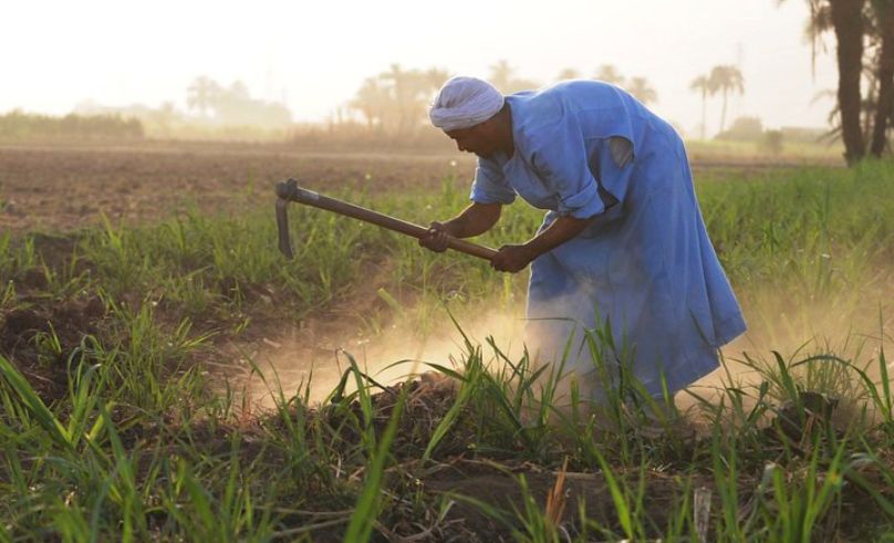 Egypt’s Agricultural Exports Reach 5.2M Tonnes in First Half of 2025