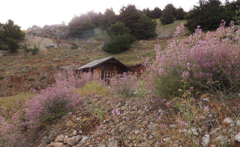Where the Cedars Still Whisper: Lebanon’s Living Forest of Shouf