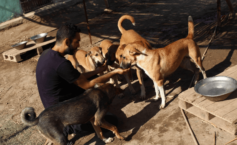 Ismailia's Stray Dogs are Getting Vaccinated Against Rabies