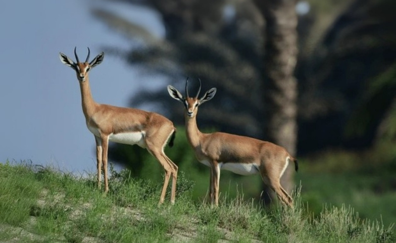 A Nature Reserve With 1,000 Trees & Eco-Homes Is Coming to Dubai