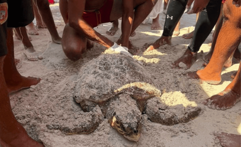  Life Guards Rescue Stranded Sea Turtle at the North Coast