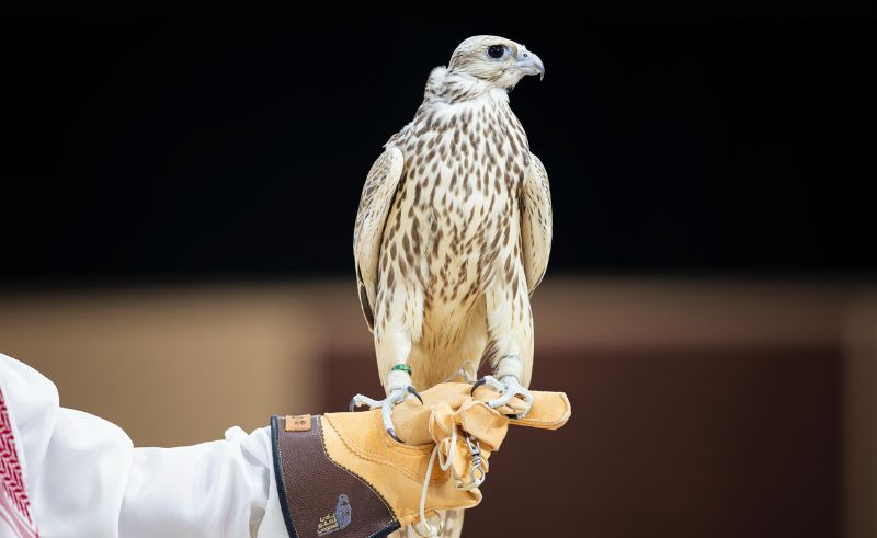 Two Falcons Fetch SAR 180,000 on Riyadh Auction’s Opening Day
