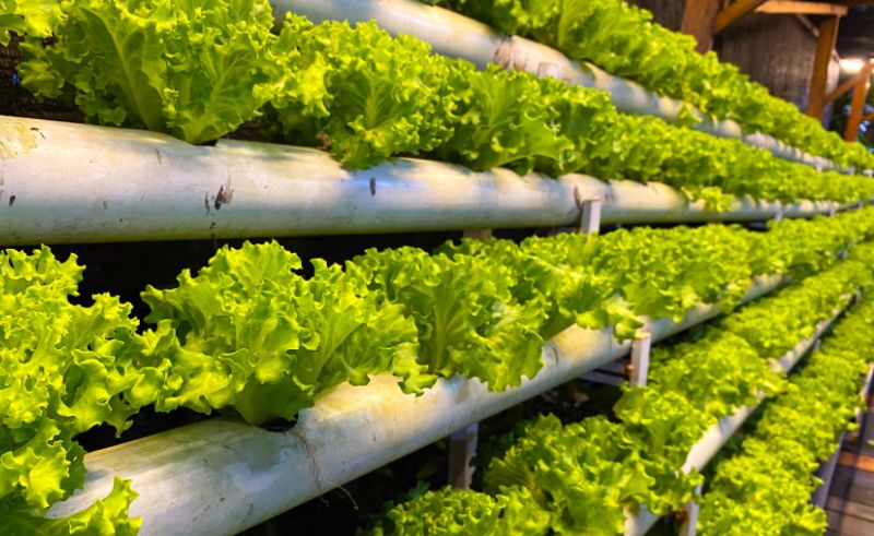 Madinah Hydroponic Farm Surpasses Two Million KG in Annual Production