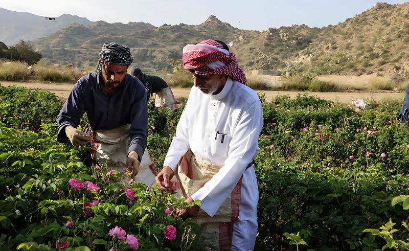 New App Lets Saudi Farmers Access Expert Agricultural Help on Demand