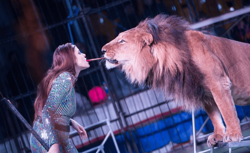 WATCH: Animals Might Soon Be Banned in Egyptian Circuses
