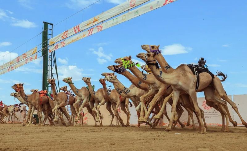 100,000 Camels Compete in Record-Breaking Crown Prince Festival