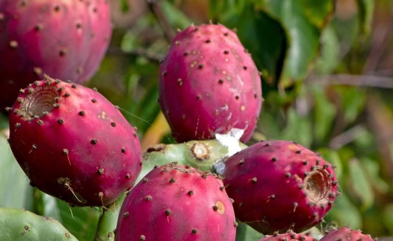 King Khalid University Patents Water Purifier That Uses Pear Peels