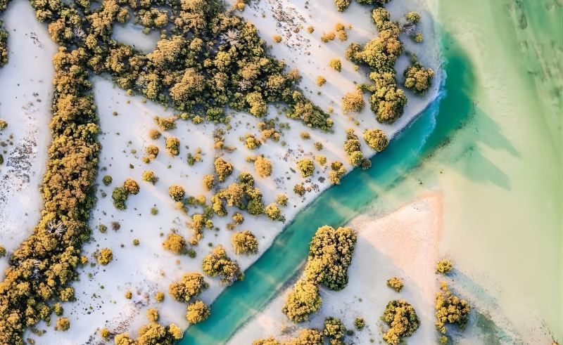 Magic on the Gulf: Qatar’s Al Thakira Mangroves